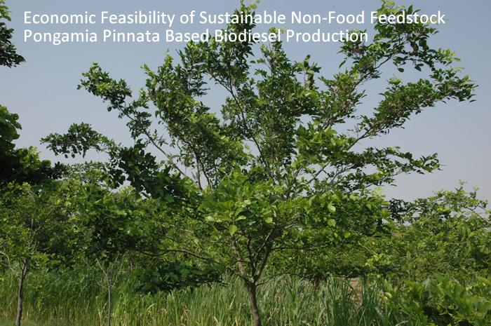 Economic Feasibility of Sustainable Non-Food Feedstock Pongamia Pinnata Based Biodiesel Production