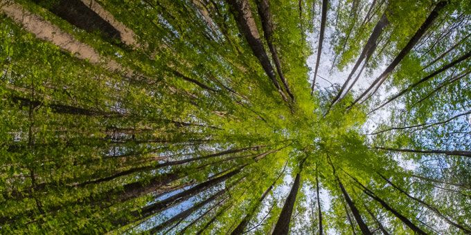 Carbon Offsets: Transitioning to Carbon Neutrality