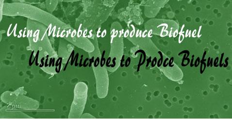 Using Microbes To Produce Biofuel Altenergymag