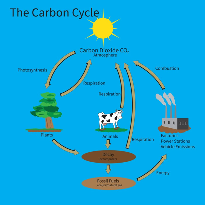 biomass energy cycle